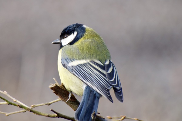 Stöd klubbens projekt Biologisk mångfald med en liten Swish